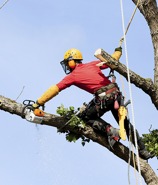 Tree Service
